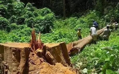 缅甸花梨（大果紫檀）逐步成为红木家具的“主力军”。